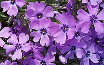 Флокс шилоподібний Fabulous Blue Dark Center (Фабулос Блю) бузковий з темно-синім вічком, фото 4