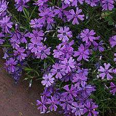 Флокс шилоподібний Fabulous Blue Dark Center (Фабулос Блю) бузковий з темно-синім вічком, фото 2