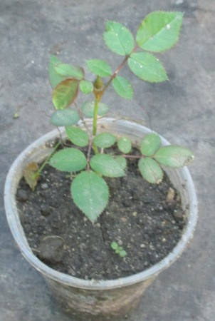 

Роза миниатюрная сиреневая. Укорененные черенки в контейнерах Д5.