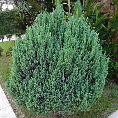Ялівець китайський "Stricta"С 5