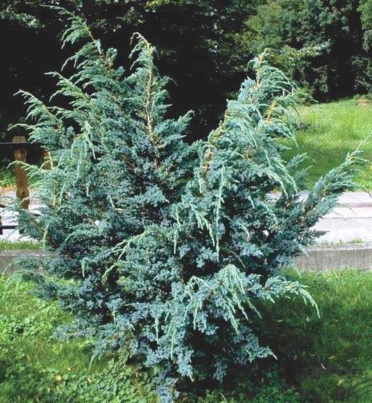 Ялівець китайський "Blue Alps"