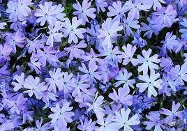 Флокс шилоподібний Емеральд блу. Розсада в контейнерах Д5 ...