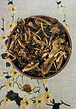 Чорнокорінь лікарський (Cynoglоssum officinаle radix) 500 г, фото 2