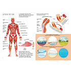 Книжка з наліпками Тіло людини (укр) 22,5х30м 24стор арт. 0466, фото 2