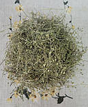 Грицики трава (Сумочник) (Bursae pastoris herba) 1 кг, фото 3