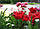 Тюльпан Barbados бахромчатий цибулина (1 шт.), фото 4