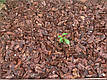 Соснова кора Середня фракція 3-6 см для декорування клумб та інших насаджень - 50 л, фото 5
