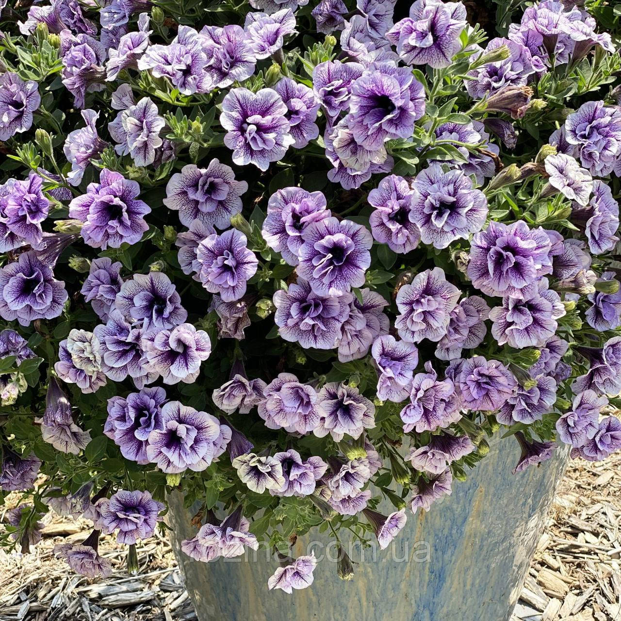 Supertunia Lavender Bouquet П9