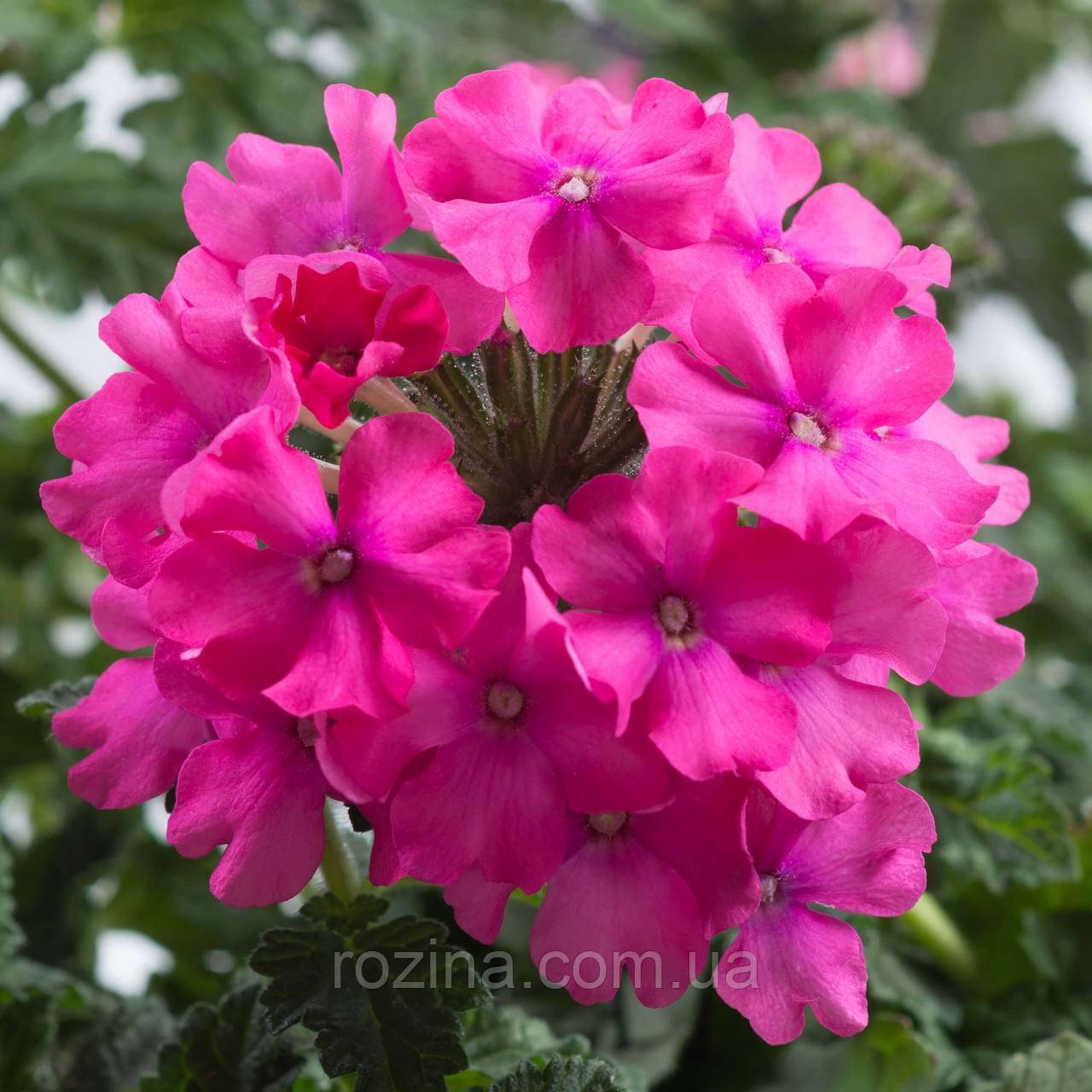 Вербена Vanessa Compact Deep Pink