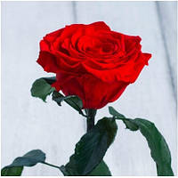 Стабилизированная роза в колбе Lerosh Маленькая красная, хороший выбор