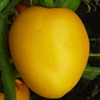 Томат Медовый бочонок (инкрустированные семена) Желтый Семена 60-90шт. Florium