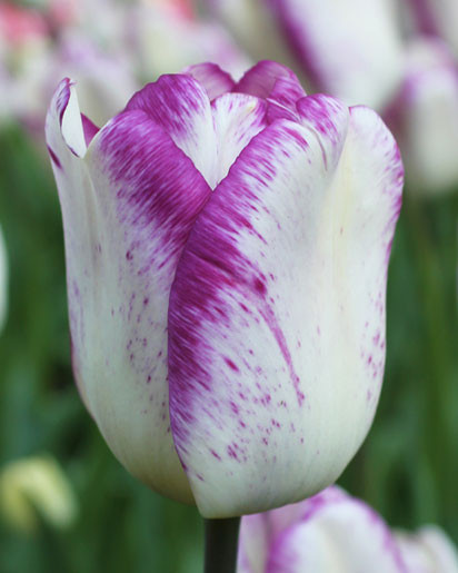 Тюльпан Shirley тріумф цибулина (1 шт.)