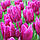 Тюльпан Passionale триумф луковица (1 шт.), фото 3