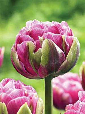 Тюльпан Aveyron махровий цибулина (1 шт.)