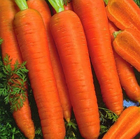 КАНАДА F1 насіння моркви Шантане 25 000 насінин (2,0-2,2 мм) PR