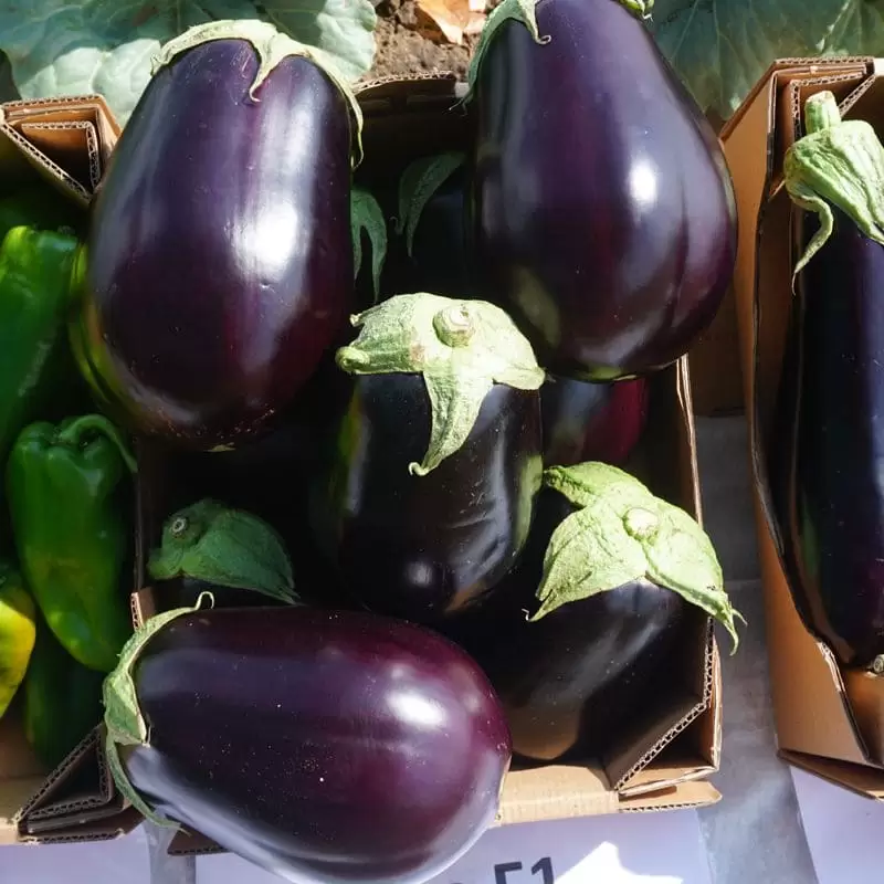 САРА F1 / SARA (CRX 50129) F1 баклажан 1000 нас.  Cora seeds, фото 1