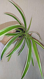 Хлорофітум смугастий