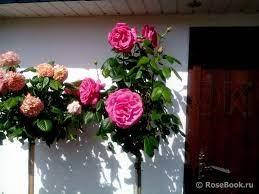 Троянда на штамбі Пароле