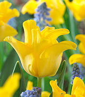 Тюльпан Yellow Crown хвилястий цибулина (1 шт.)