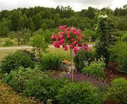 Троянда на штамбі Радість садівника