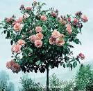 Троянда на штамбі Априкола