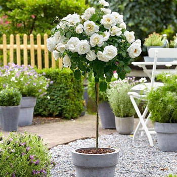 Троянда на штамбі Ірен Датська