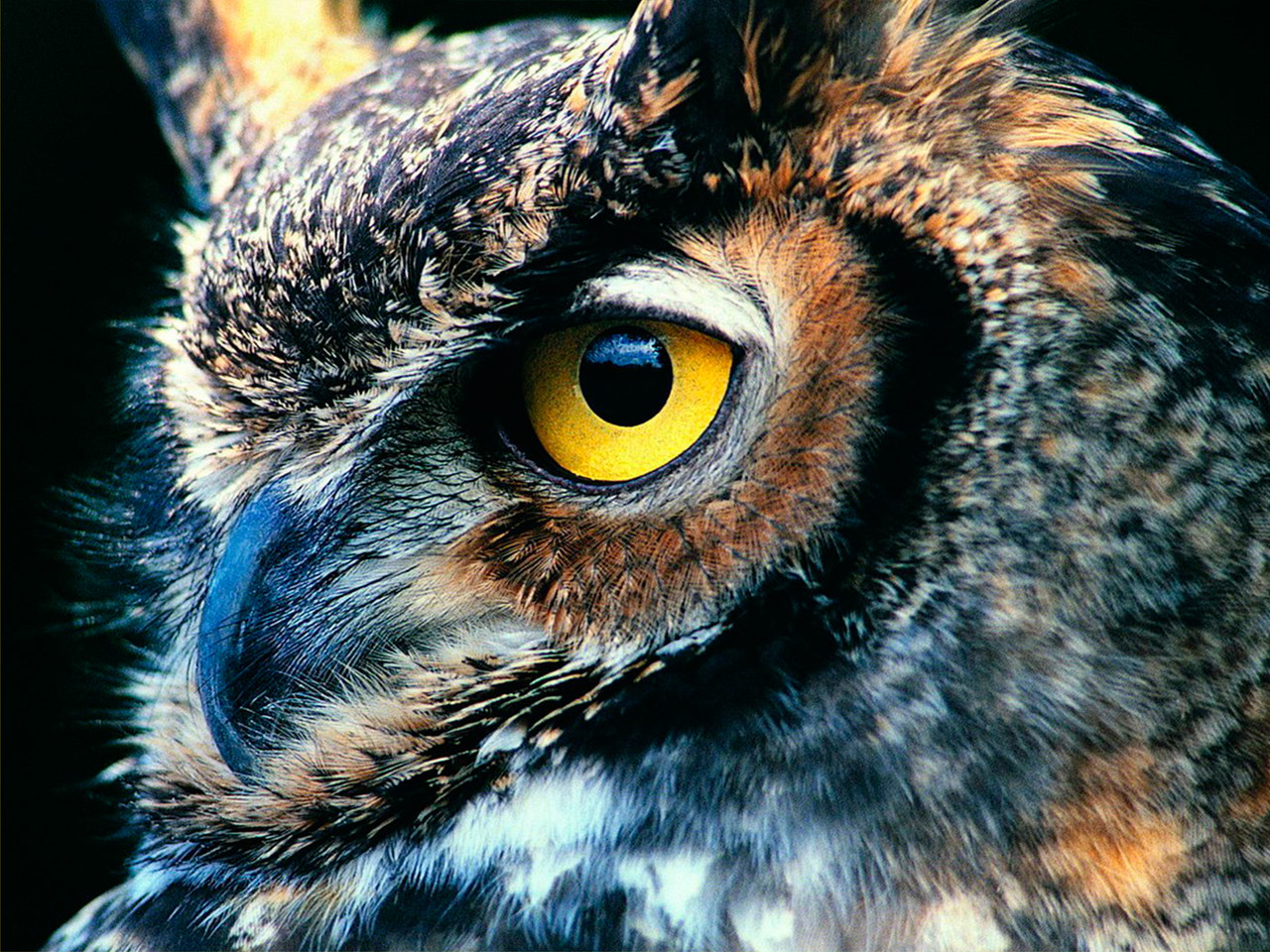 Алмазна мозаїка SANTI Філін 30*40см на підрамнику, фото 1