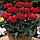 Цибулини тюльпанів Double Red Riding Hood (грей), фото 2