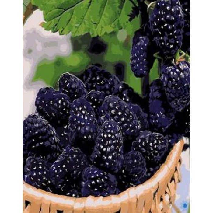 Картина за номерами 40х50 см DIY (без коробки) Ожина (RA5523_O), фото 1