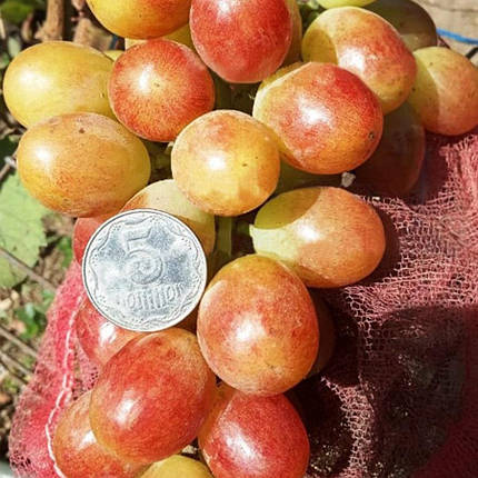 Саджанці винограду сорт Кісті Пікасо, напівупакований, фото 1