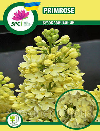 Бузок Primrose