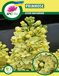 Бузок Primrose