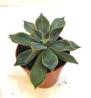Граптоверия Graptoveria Суккулент Комнатное растение