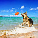 PitchDog SPORTBALL - спортивний м'яч для апортировки помаранчевий, фото 3