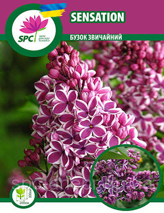 Бузок  Sensation