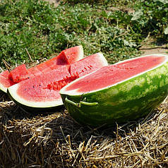 Насіння Кавун KS 632 F1 ,1000 насінин Kitano Seeds