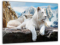 Картина на стіну, картини на кухню Білий лев у горах 60x100 см, картини в подарунок керівнику