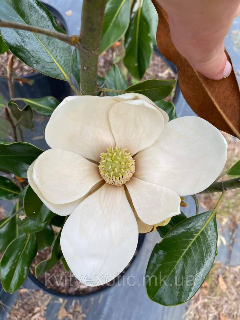 Магнолія  Грандіфлора "Маленька Перлина".  
Magnolia grandiflora "Little Gem".