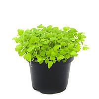 Насіння Кропива мікрогрін | бебі листя (import)