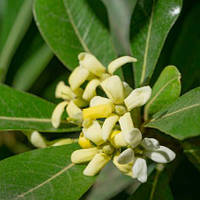 Лавр австралийский, японское сырное дерево, комнатное растение, Pittosporum Tobira