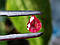 Сапфір 1.24 CT. 7.4 x 6.2 x 3.4 mm, фото 4