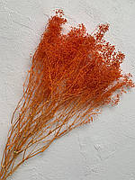 Гипсофила мини оранжевая