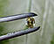 Сапфір 0.58 CT. 4.9 x 5 x 3.1 mm, фото 9