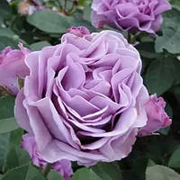 Троянда кущова "Терра Лімбургія" / Terra Limburgia.Відкритий корінь.
