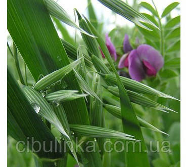 Насіння Суміш на сидерат Вика + Овес+ Горох Пелюшка від 1 кг на вагу, фото 1