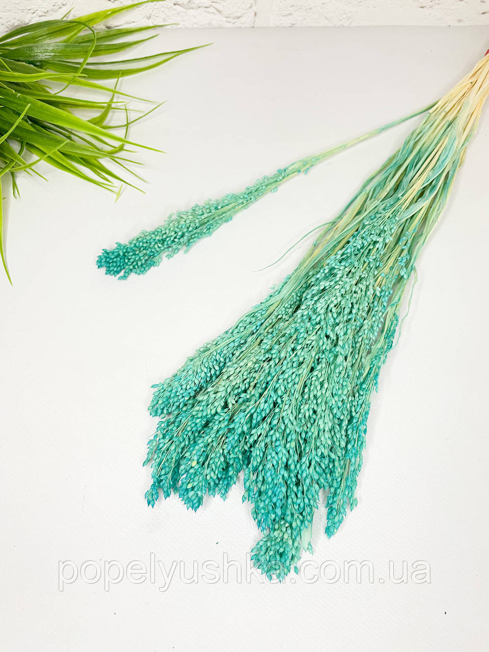 Просо бірюзове, фото 1