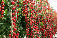 Полив як основа вирощування томатів у закритому ґрунті