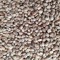 1 кг Конопля семена сушеные (Свежий урожай) лат. Cánnabis