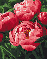 Картина Малювання за номерами Квіти Насичений колір півоній 40х50 Розмальовки Живопис за номерами Brushme BS51711