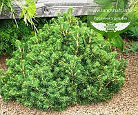 Picea abies 'Tompa', Ялина звичайна 'Томпа',C2 - горщик 2л